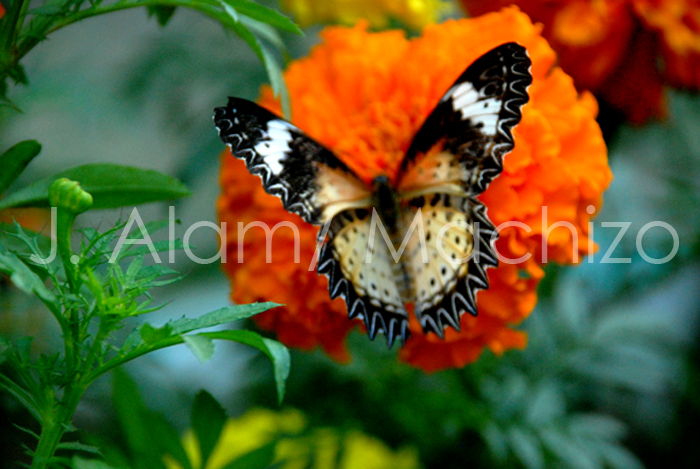 Flying like butterfly Flying like butterfly